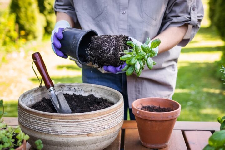 بهترین زمان برای تعویض خاک گلدان + مراحل تعویض خاک گلدان