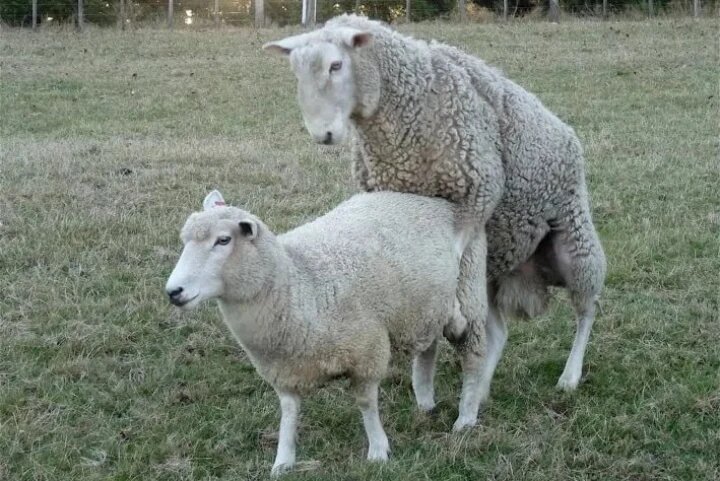 فحلی گوسفندان + علائم و زمان فحلی گوسفندان