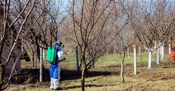 بهترین زمان برای سم پاشی درختان میوه
