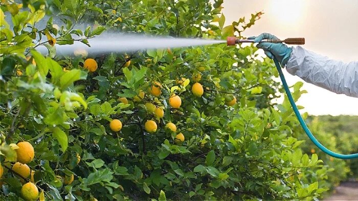 فصل سم پاشی درختان 