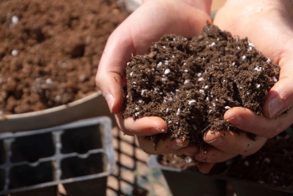 بهترین خاک برای گلدان