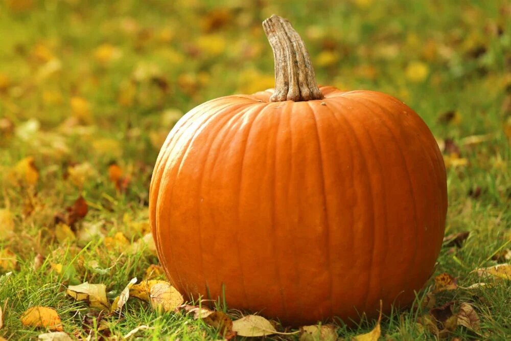 در پاییز چه بکاریم کدو تنبل