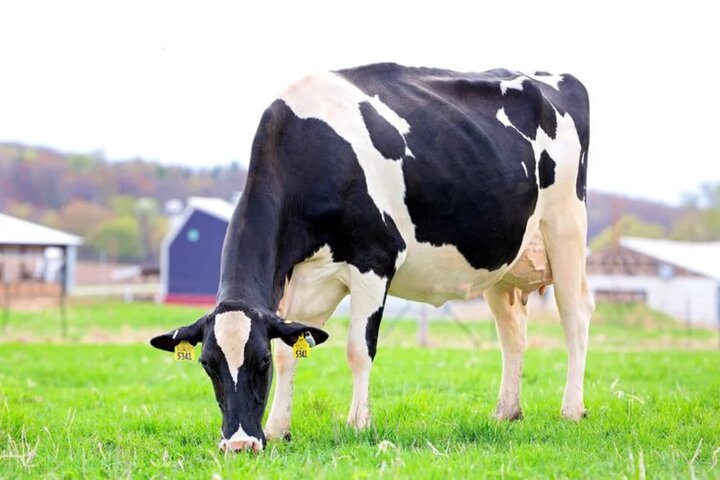 بهترین نژاد گاو شیری در ایران، هلشتاین، جرزی یا نژادهای بومی؟