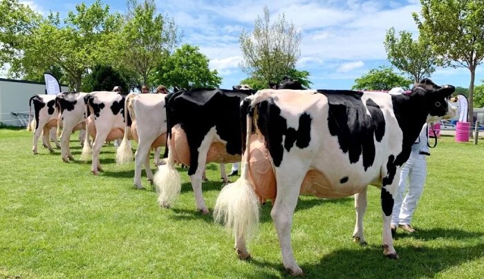 بهترین نژاد گاو شیری در ایران 