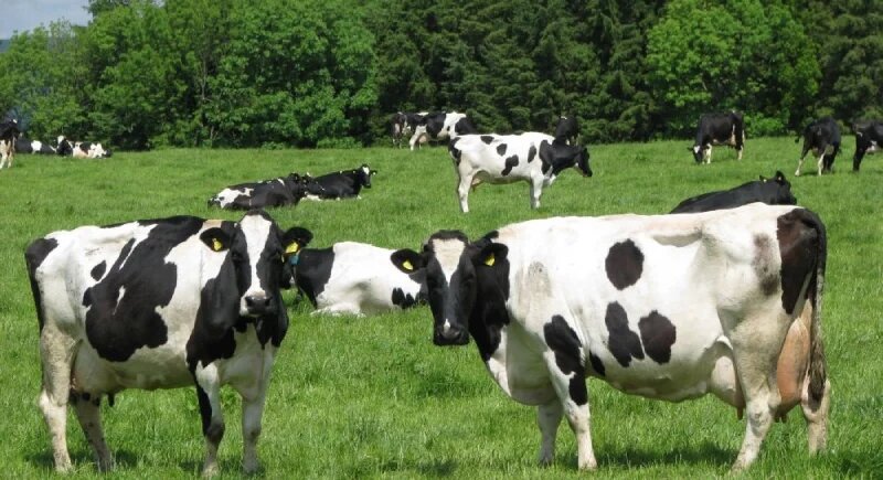 بهترین گاو شیری