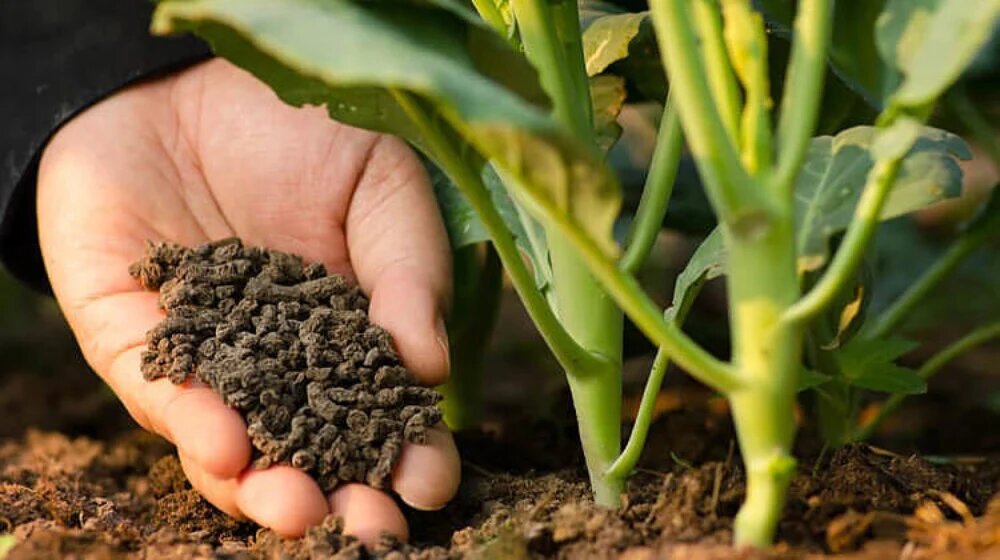 بهترین کود برای رشد صیفی جات