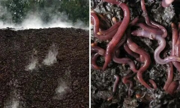 تفاوت کمپوست و ورمی کمپوست که بهترین کود آلی هستند