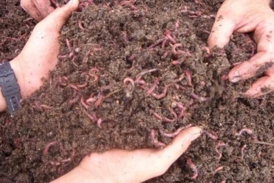 تفاوت کمپوست و ورمی کمپوست