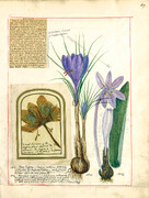 ادویه محرک صادرات