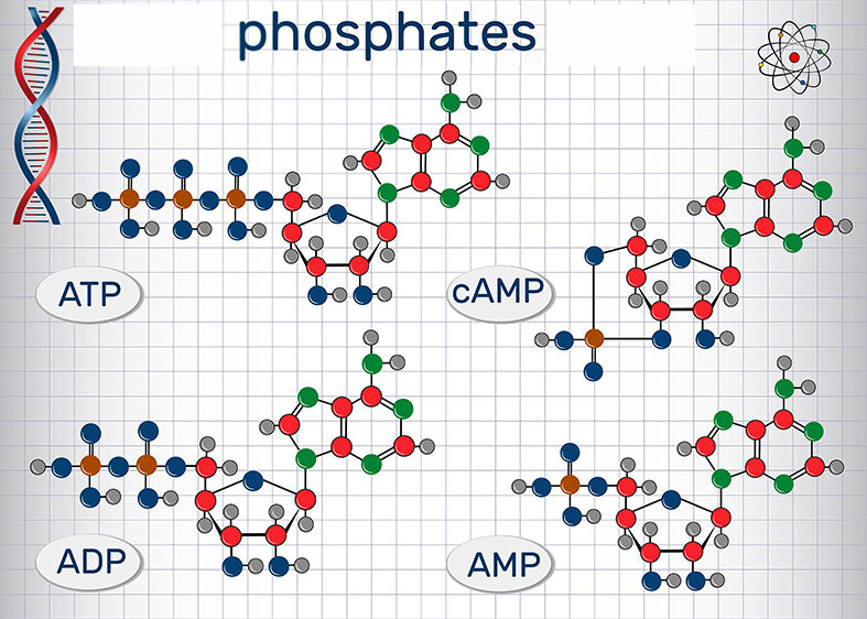 اهمیت فسفاتها در تولید فرآوردههای گوشتی