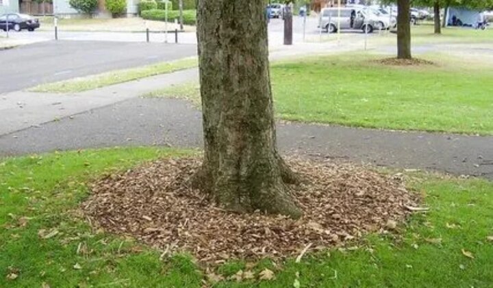 مالچ پاشی چیست + کلیدی برای سلامت خاک و حفاظت از گیاهان