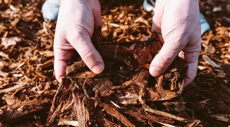 مالچ پاشی چیست