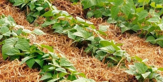 مراحل مالچ پاشی چیست؟