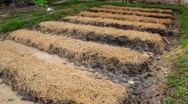 انواع مالچ پاشی در کشاورزی 