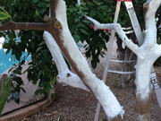 رنگ زدن تنه درختان در زمستان