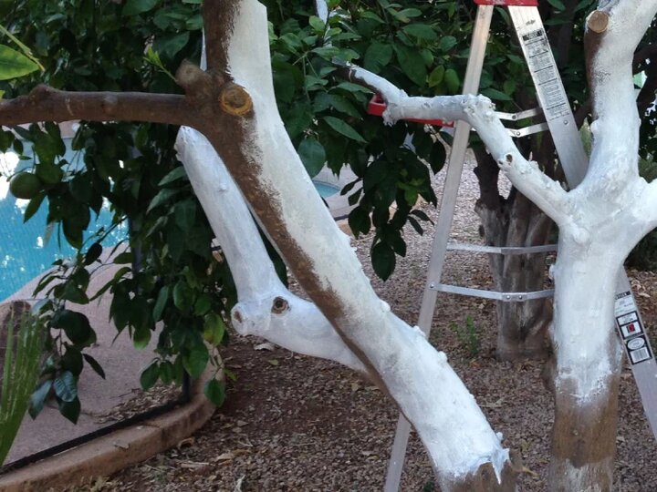 رنگ زدن تنه درختان در زمستان