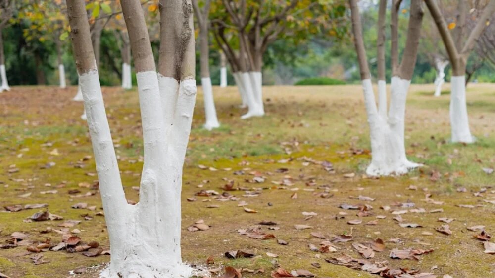 علت رنگ کردن تنه درختان