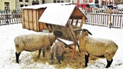 نگهداری گوسفندان در زمستان و نکات کلیدی و تجهیزات ضروری
