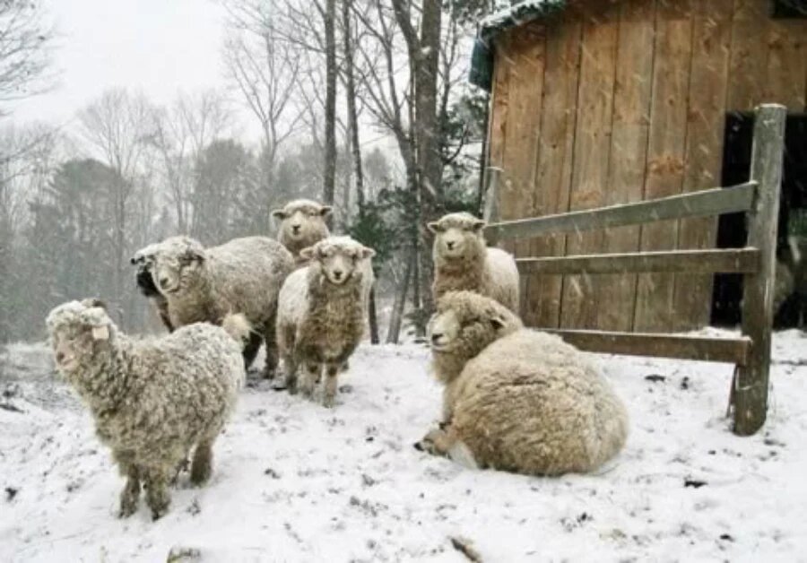 تجهیزات نگداری گوسفندان در زمستان