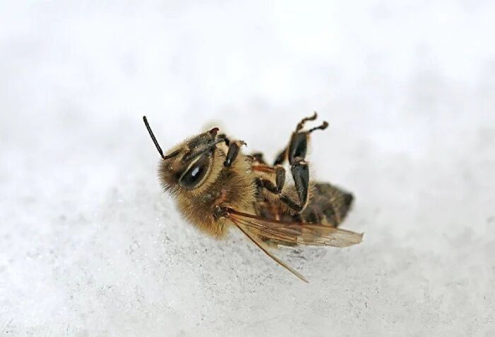 کدام زنبور ها در زمستان زنده می مانند