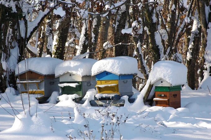 کارهایی که باید زنبورداران انجام دهند