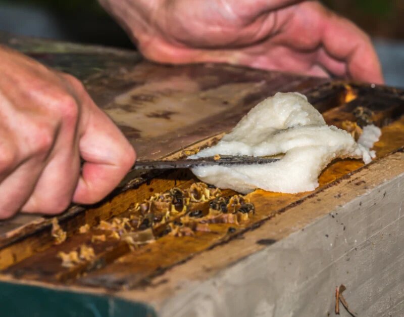 در صورت گرسنگی کندو در زمستان چه کنیم 