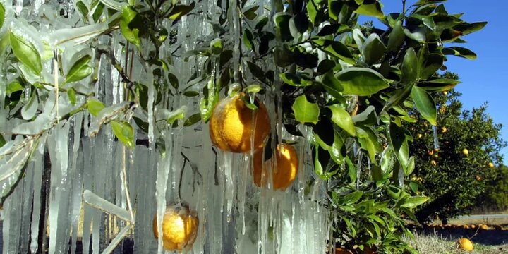 آبیاری درختان در فصل زمستان + زمان و نحوه آبیاری زمستانه درختان میوه