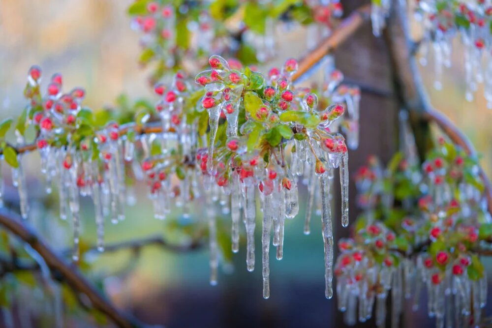 اهمیت آبیاری درختان در فصل زمستان 