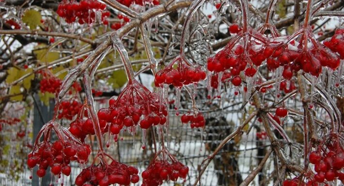 آبیاری درختان در فصل زمستان 