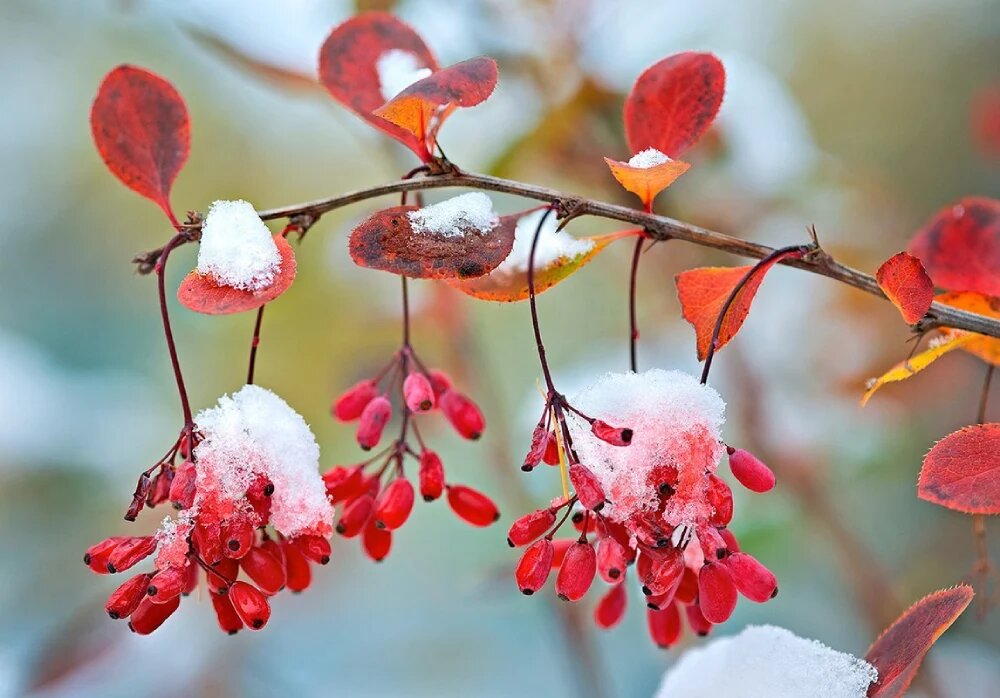 زمان آبیاری درختان در زمستان