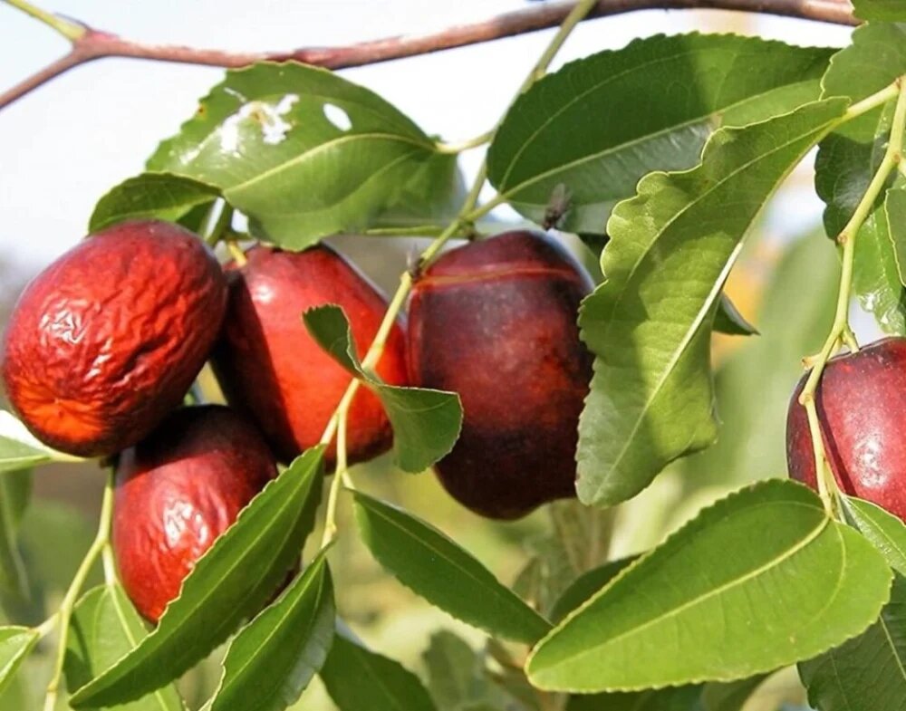 عناب درخت کم آب 