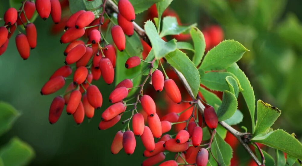 زرشک درخت کم آب