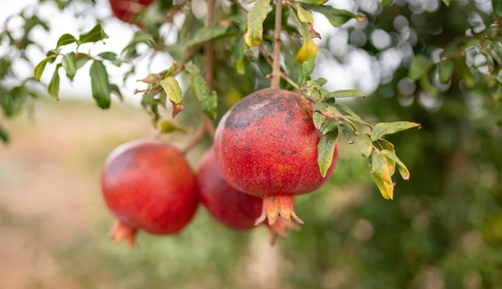 انار درخت کم آب