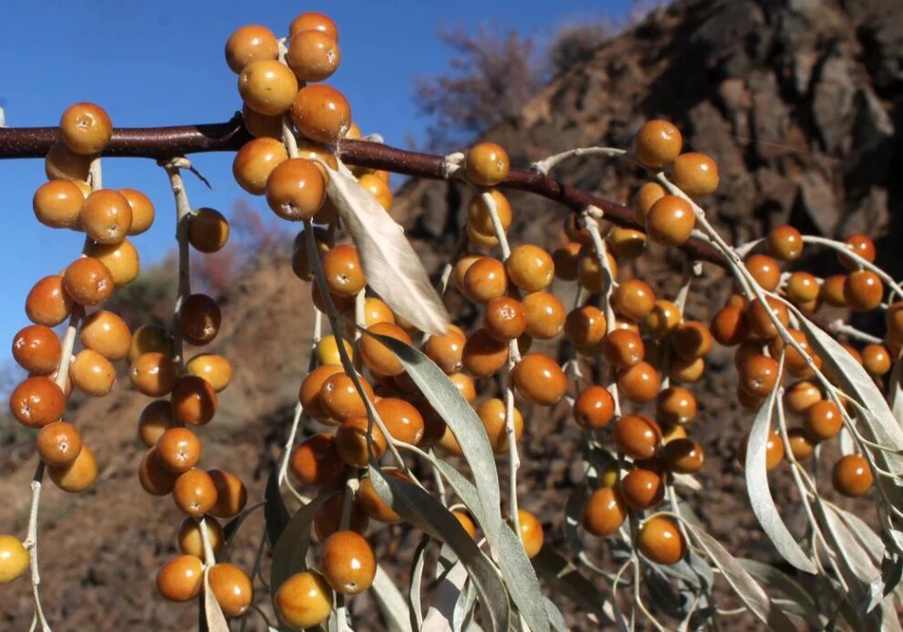 سنجد درخت کم آب