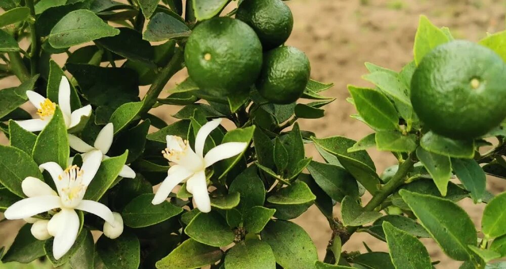 نارنج درخت کم آب 