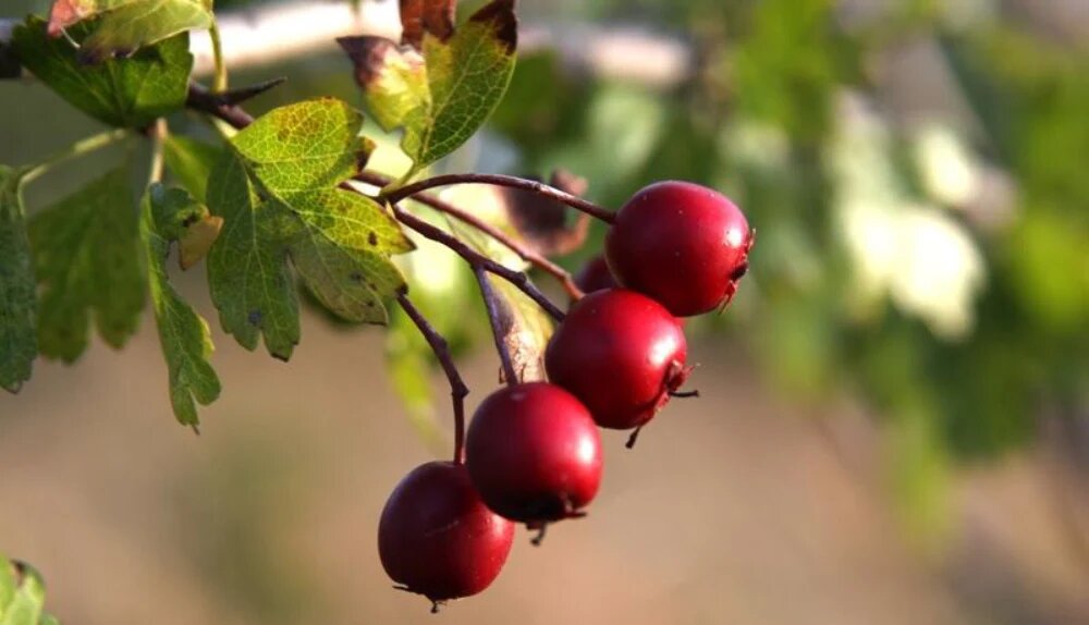 زالزالک درخت کم آب 