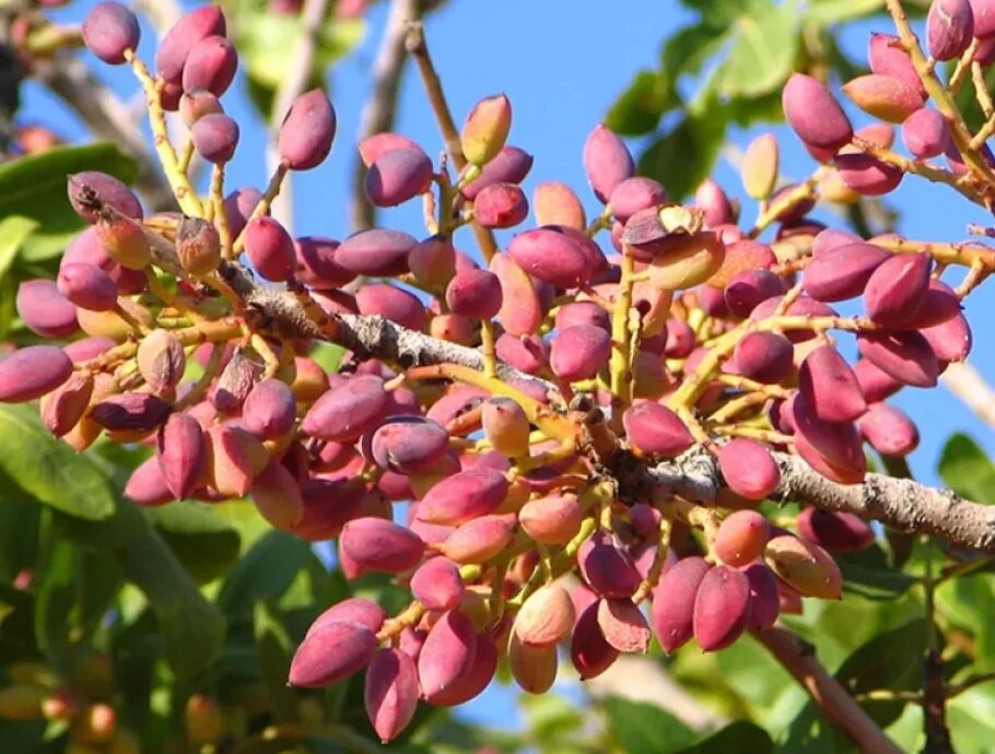 پسته درخت کم آب 