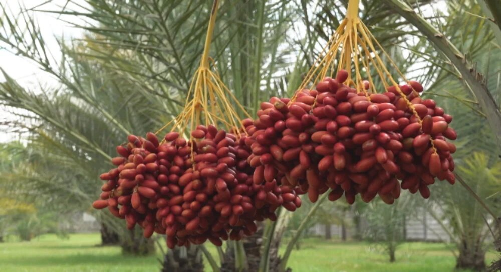 خرما درخت کم آب