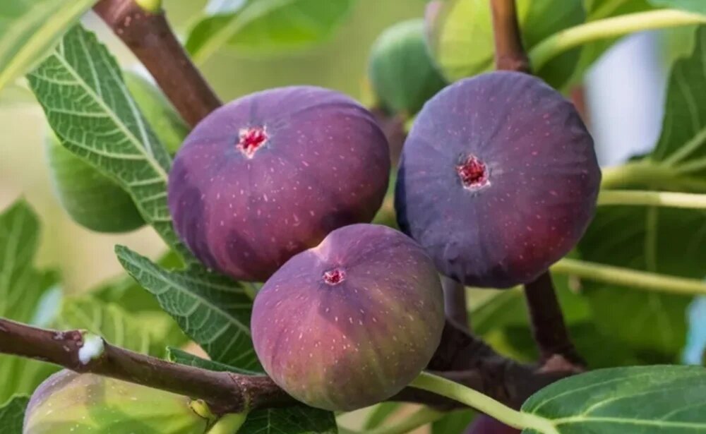 انجیر درخت کم آب