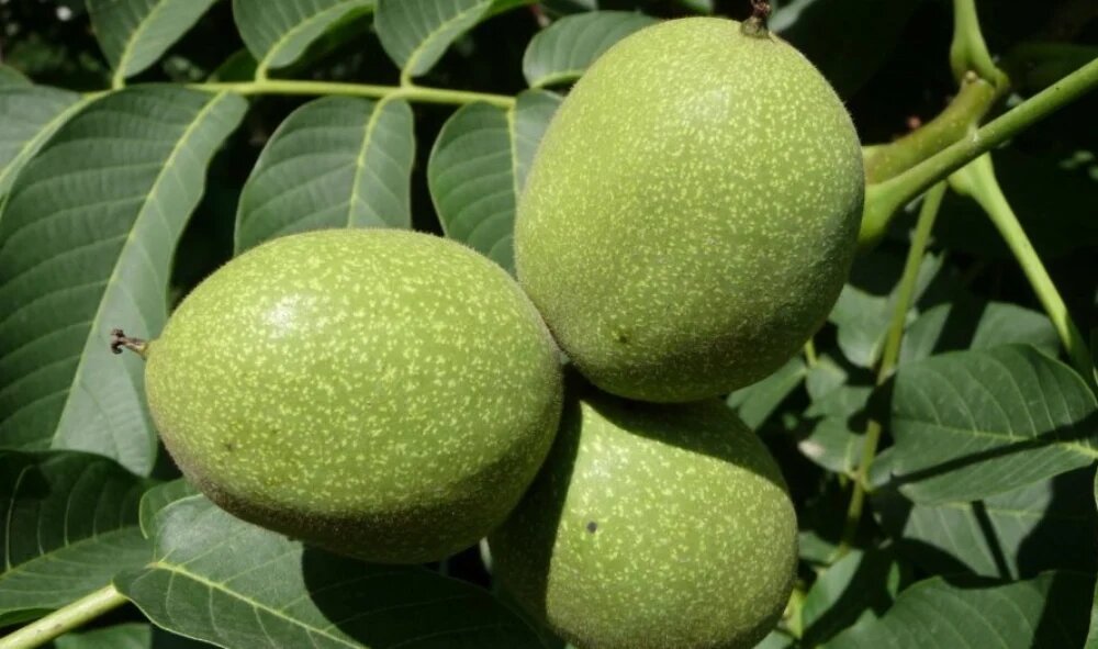 درخت گردو کم آب