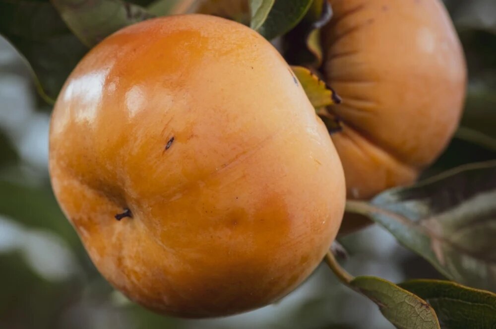 خرمالو درخت میوه کم آب 