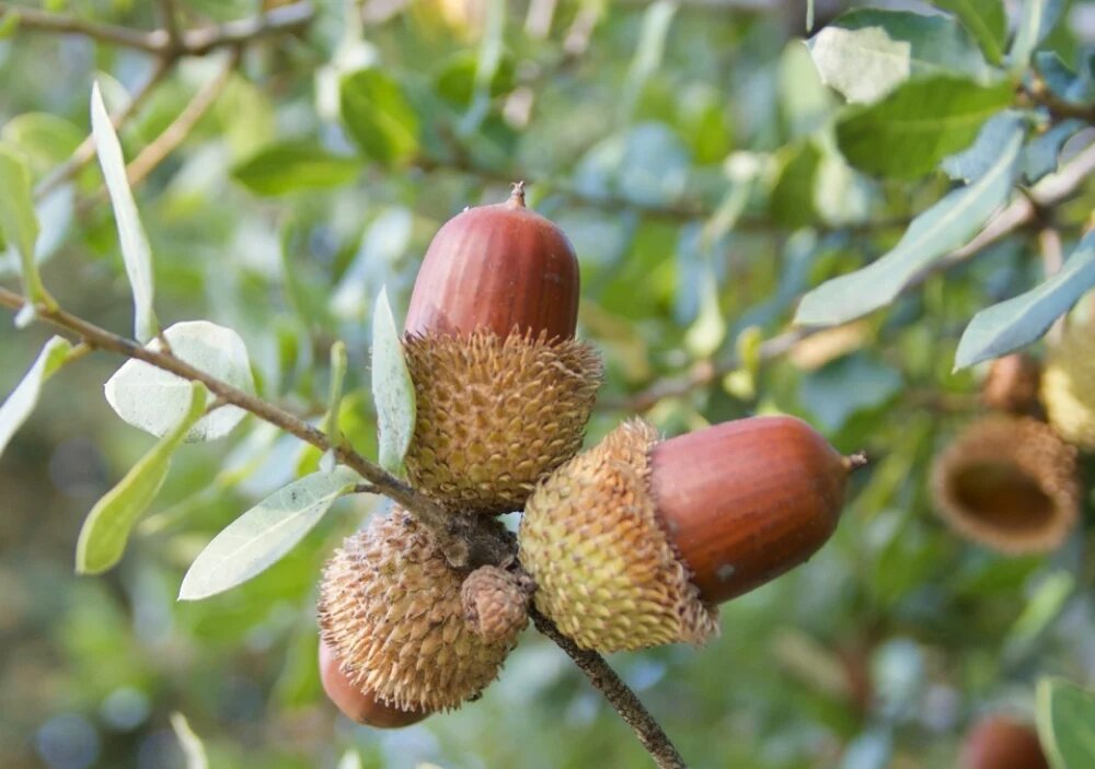 بلوط درخت کم آب و مقاوم