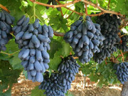 شرایط کاشت انگور موندراپ + کاربرد ها و خواص انگور موندراپ