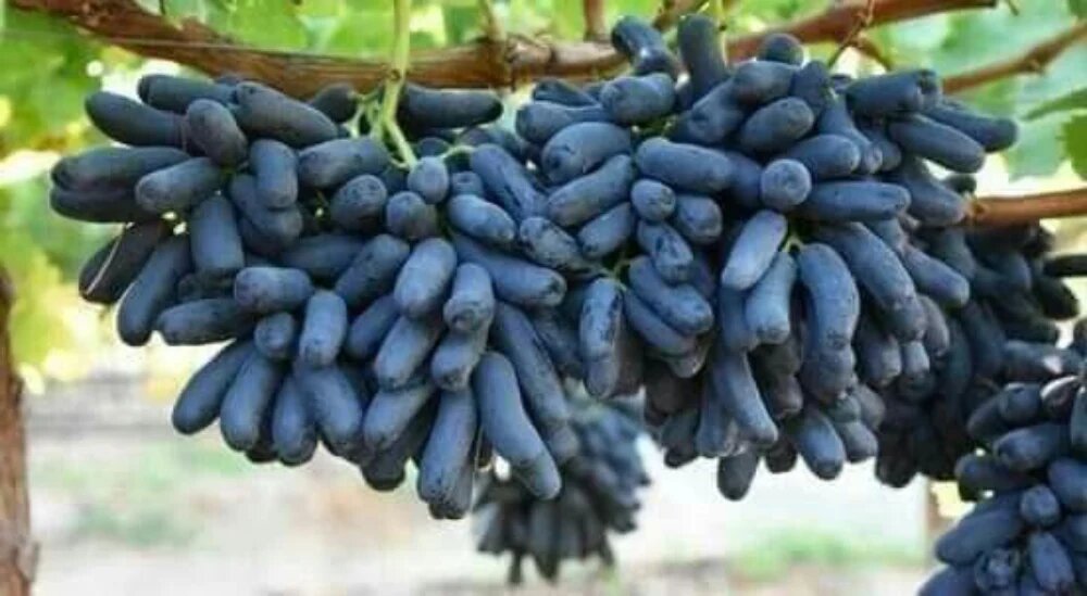 انگور موندراپ چیست