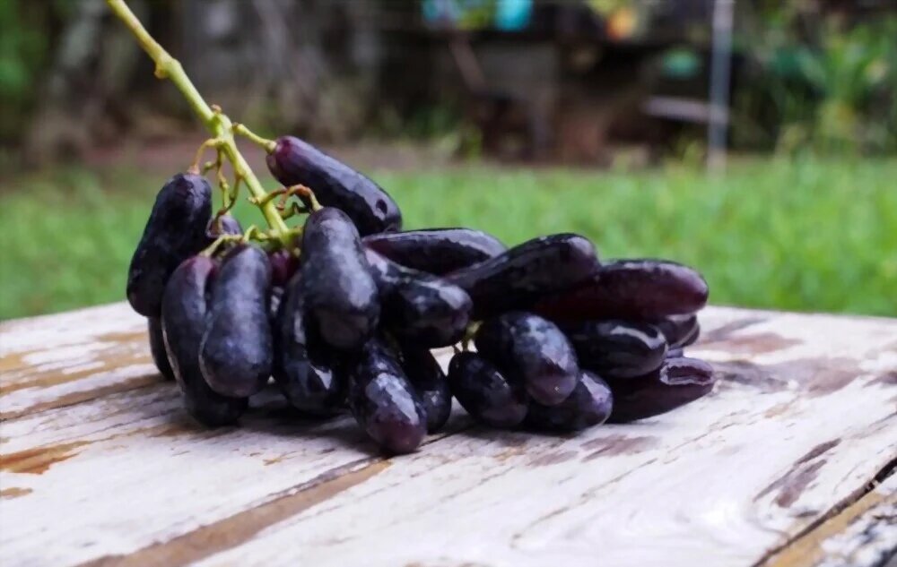 خواص انگور موندراپ