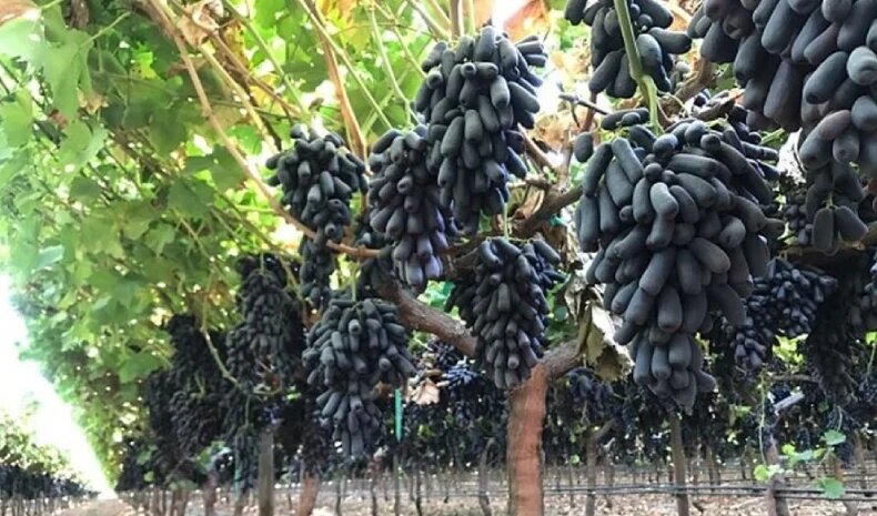 چالش های شرایط کاشت انگور موندراپ