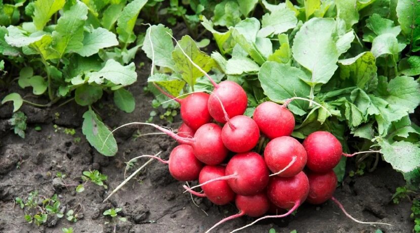 در فصل زمستان چی بکاریم تربچه