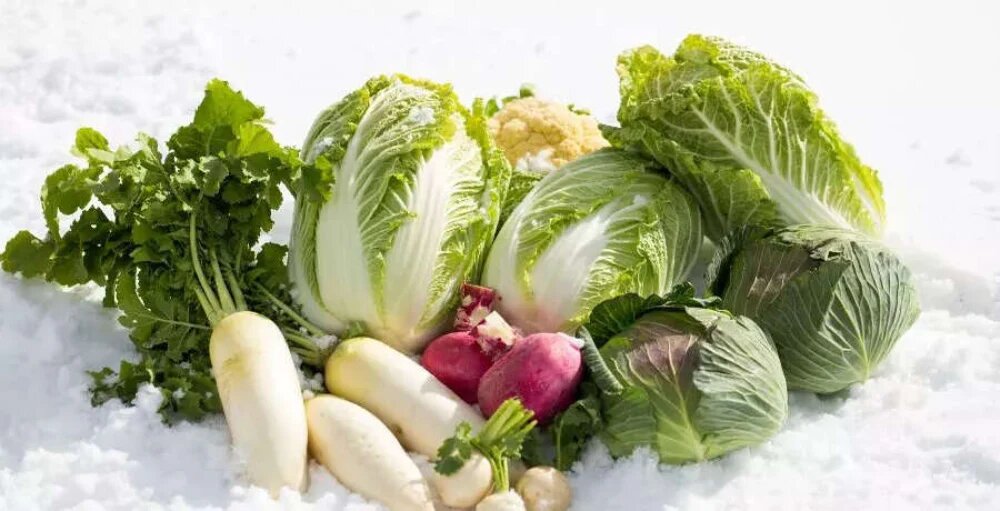 مزایای کاشت در فصل زمستان