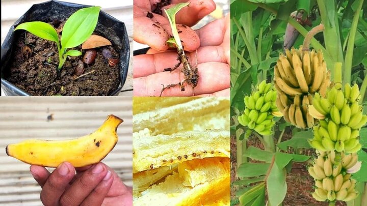 راهنمای کامل کاشت موز + چالش‌ها و راه‌حل‌های کاشت موز