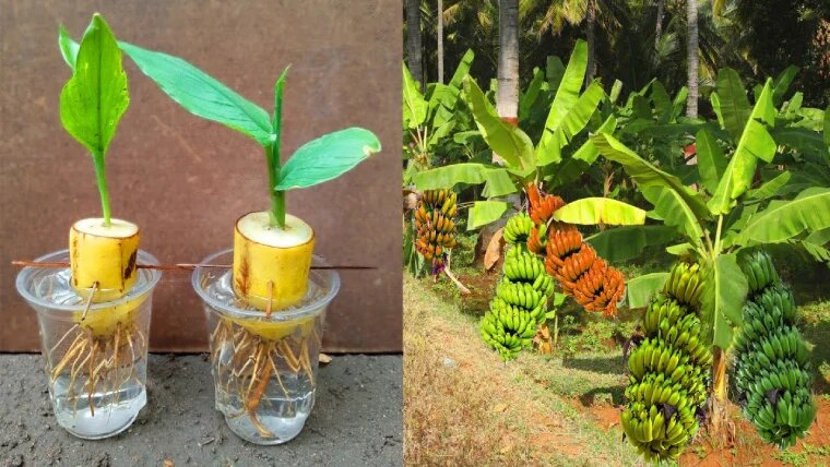 خواص و فواید موز